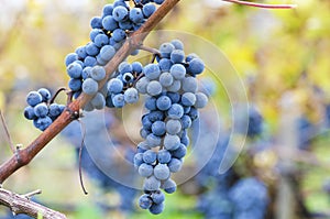 Cluster of Merlot in a vineyard in Bulgaria