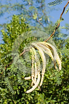 Cluster of Mesquite Pods