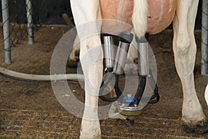 Cluster of a Milking Machine.