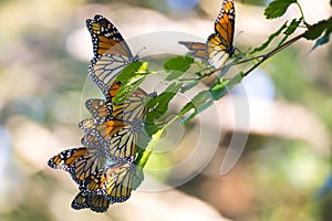 A Cluster of Monarch Butterflies on a Branch.