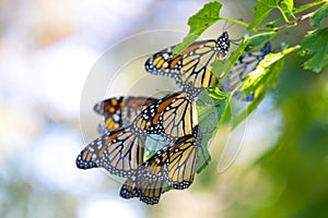 A Cluster of Monarch Butterflies on a Branch.