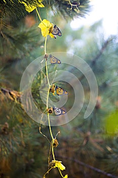 A Cluster of Monarch Butterflies on a Branch.