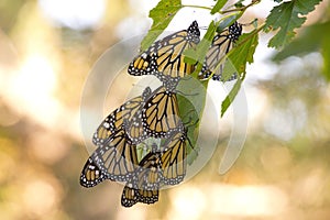 A Cluster of Monarch Butterflies on a Branch.