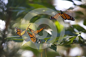 A Cluster of Monarch Butterflies on a Branch.