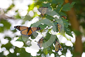 A Cluster of Monarch Butterflies on a Branch.