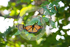 A Cluster of Monarch Butterflies on a Branch.