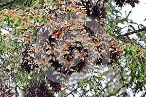 Cluster of Monarch butterflies on tree limbs at El Capulin Sanctuary