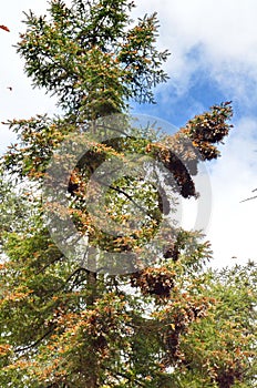 Cluster of Monarch butterflies on tree limbs at El Capulin Sanctuary