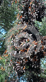 Cluster of Monarch butterflies on tree limbs at El Capulin Sanctuary