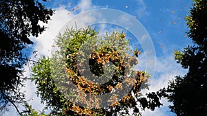 Cluster of monarchs on tree limb of fir forest in Mexico