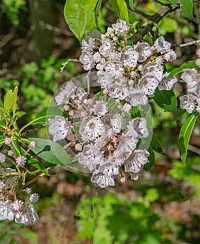 Cluster of Mountain Laurel, Kalmia latifolia