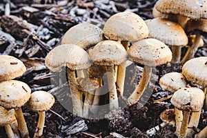 A cluster of Mulch Maids Leratiomyces percevalii mushrooms growing on the forest floor photo