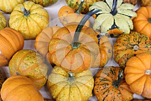 Cluster of multicolored pumpkins and gourds