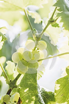 Cluster of muscat white grapes in a vineyard