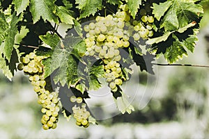 Cluster of muscat white grapes in a vineyard