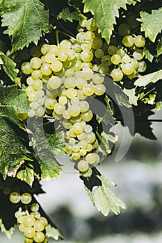 Cluster of muscat white grapes in a vineyard