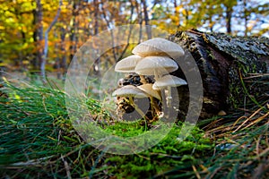 Cluster of mushrooms in Autumn