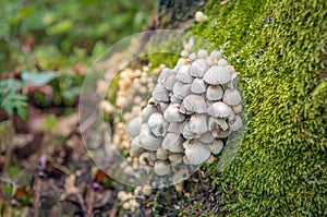Cluster of mushrooms on decaying wood