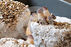 A cluster of mushrooms growing on a home kit