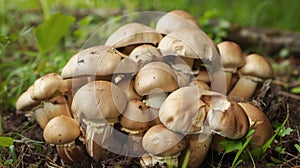 Cluster of Mushrooms Sprouting in Grass