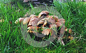 A Cluster of Mushrooms photo