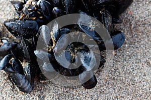 Cluster of Mussels