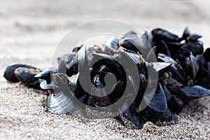 Cluster of Mussels