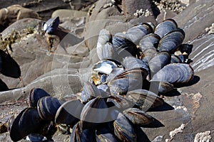 A cluster of Mussels