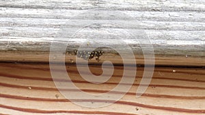 A cluster of newly hatched spiders on a wooden railing