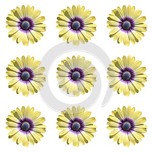 Grupo de nueve margarita flores en blanco 