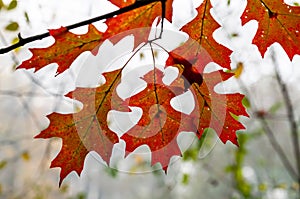 A cluster of northern red oak leaves turning red in the fall on a foggy morning in Frick Park in Pittsburgh, Pennsylvania, USA