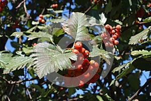 Cluster of orange berries of whitebeam