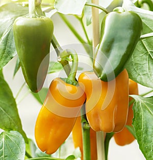 Cluster of orange peppers growing on a plant