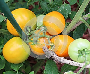 A Cluster of Orange Tomatoes Ripening in a Garden