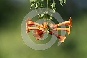 Cluster of orange Trumpet Flowers