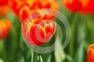 A cluster of orange tulip flowers in the garden