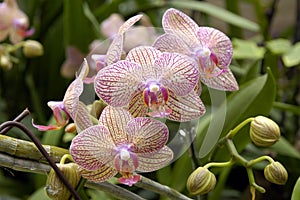 A cluster of orchids