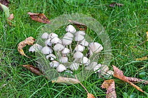 A cluster of pale brittlestem fungi