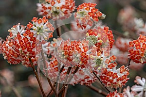 Edgeworthia chrysantha Red Dragon