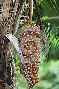 Cluster of Palm Nuts