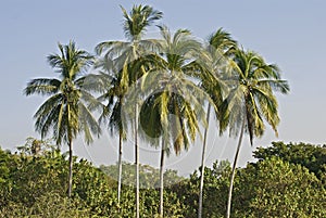 Cluster of palm trees