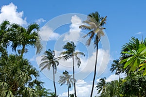Cluster of Palm Trees with Blue Sky and Clouds