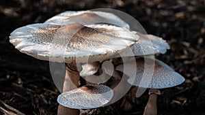 Cluster of Parasol Mushrooms Sprouting Up From the Ground
