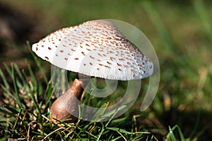 Cluster of Parasol Mushrooms Sprouting Up From the Ground