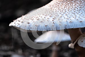 Cluster of Parasol Mushrooms Sprouting Up From the Ground