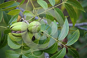 CLUSTER OF PECAN NUTS WITH RIPE PECAN VISIBLE THROUGH GREEN HUSK