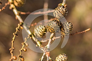 Cluster of Pine Cones & Blurred backgroud