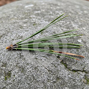 Small cracks and patches of lichen, adding texture to the otherwise