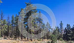 Cluster of Pine Trees in the Los Padres National Forest