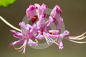 Cluster of Pink Azalea Flowers